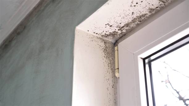 Best HVAC Mold Inspection and Cleaning  in Chester, CA