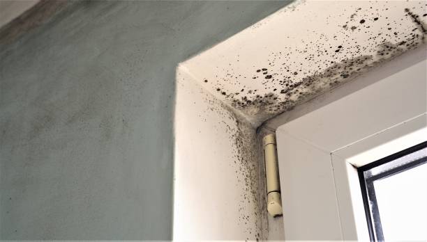 Best Mold Odor Removal Services  in Chester, CA