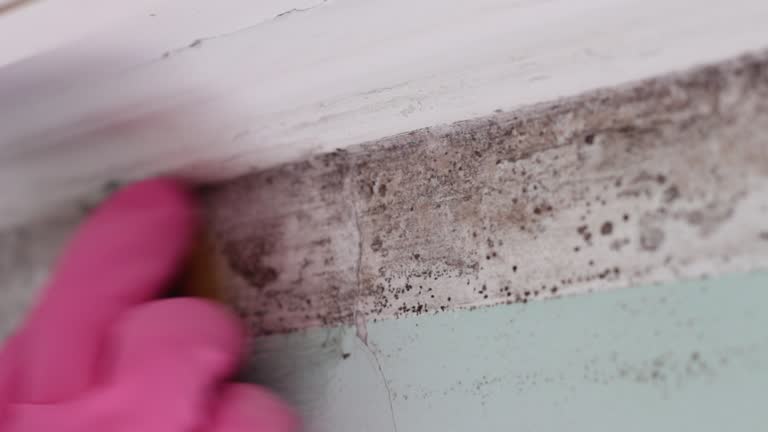 Best Water Damage & Mold Remediation  in Chester, CA